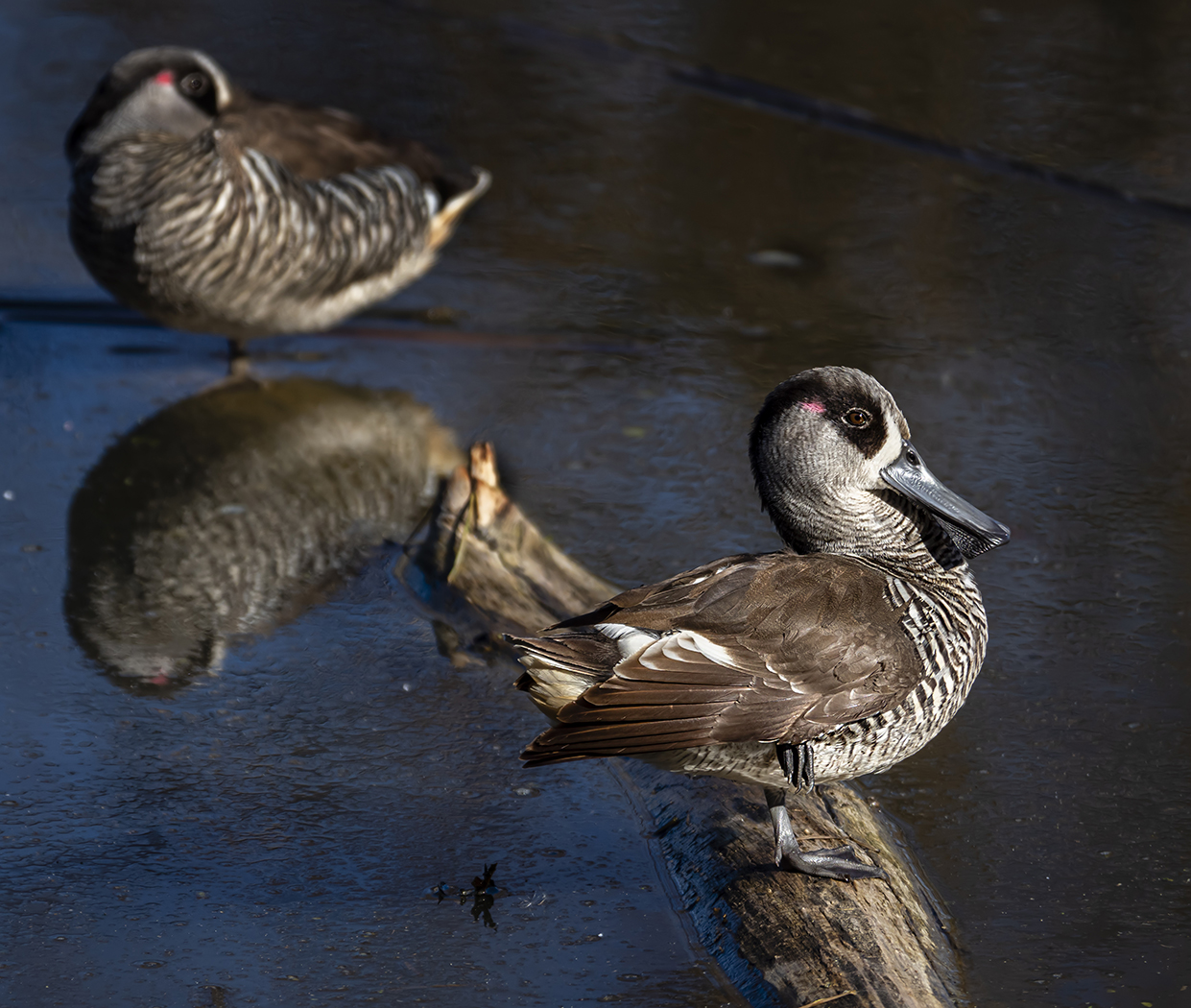 Pink-eared Duck (Image ID 36012)