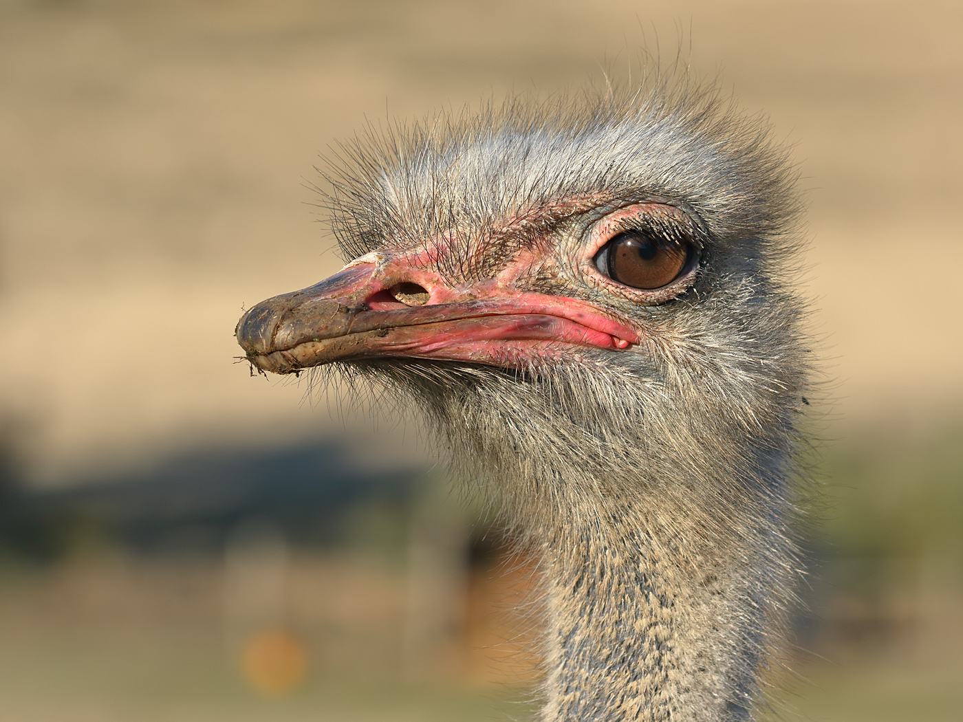 Ostrich (Image ID 36037)