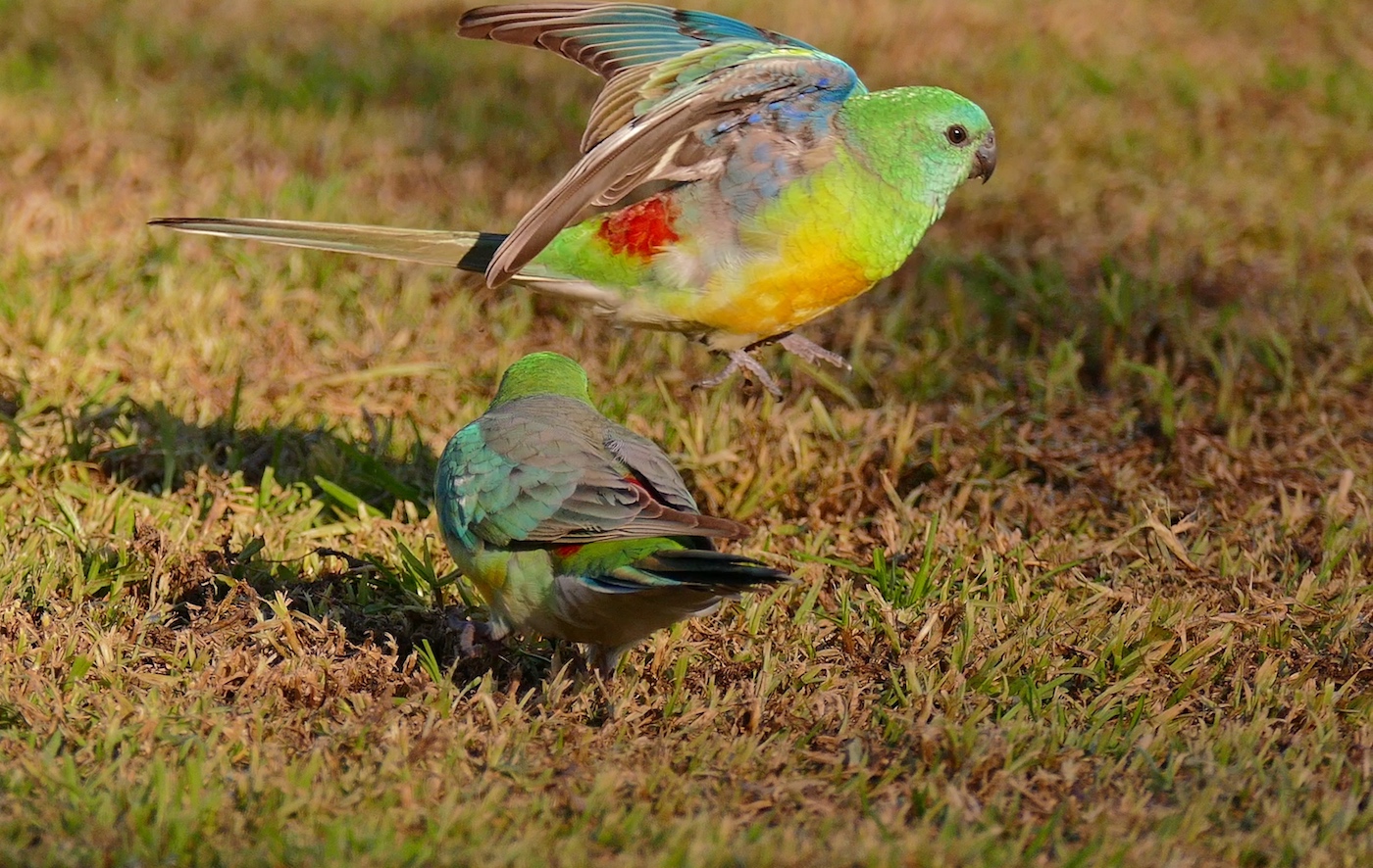 Red-rumped Parrot (Image ID 36094)