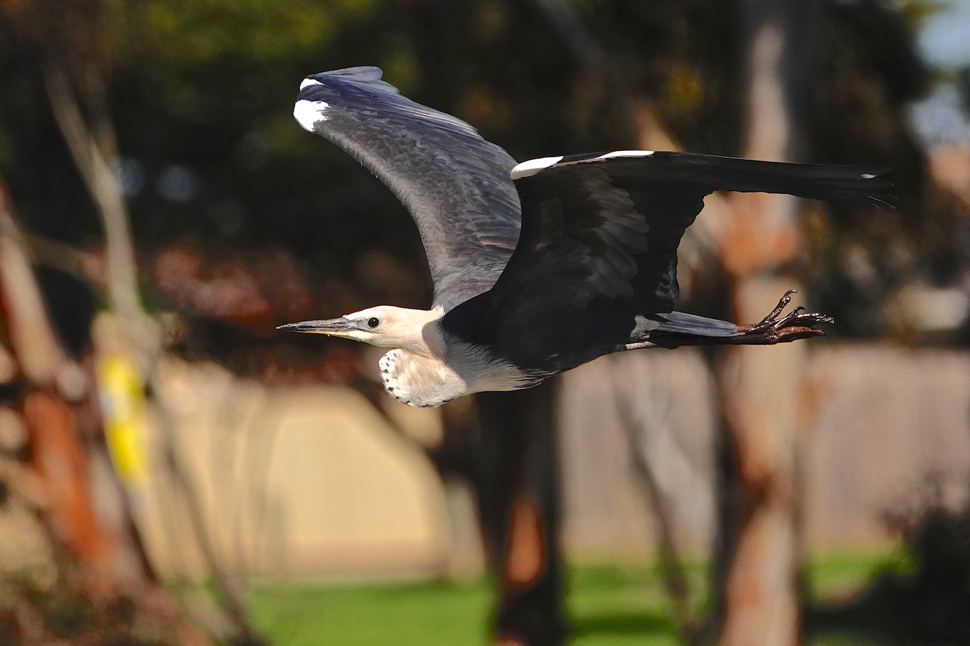 White-necked Heron (Image ID 36363)
