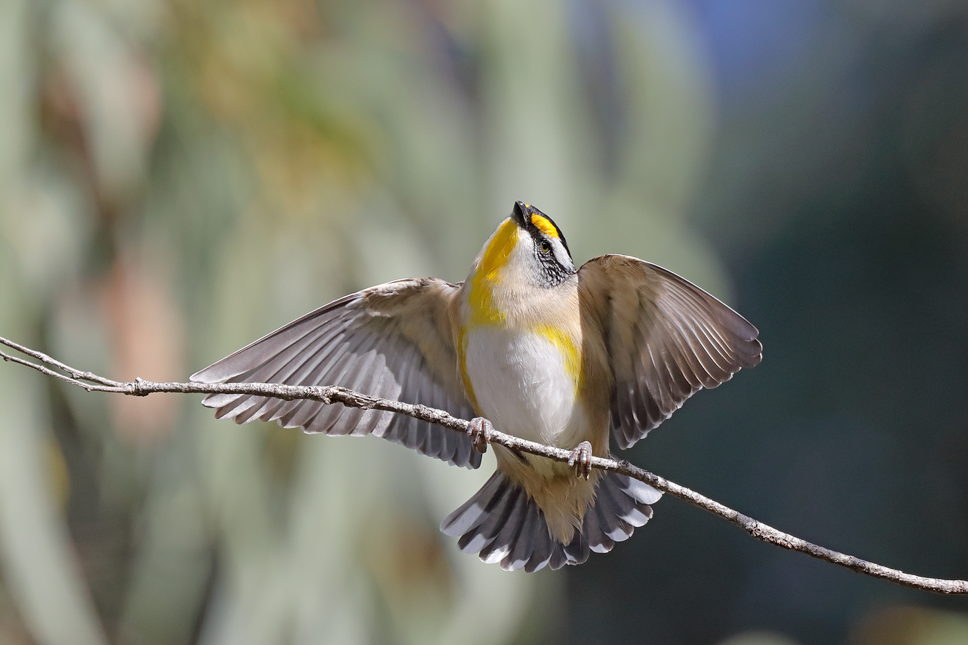 Striated Pardalote (Image ID 36394)