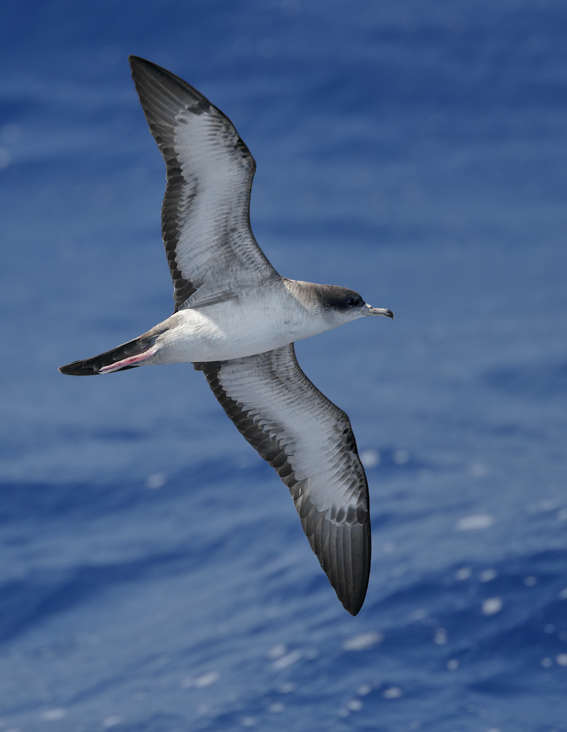 Wedge-tailed Shearwater (Image ID 36402)
