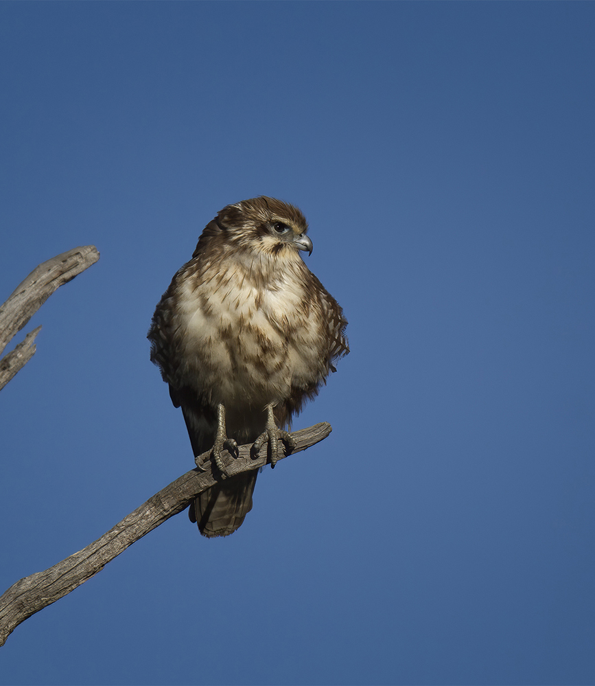 Brown Falcon (Image ID 36193)