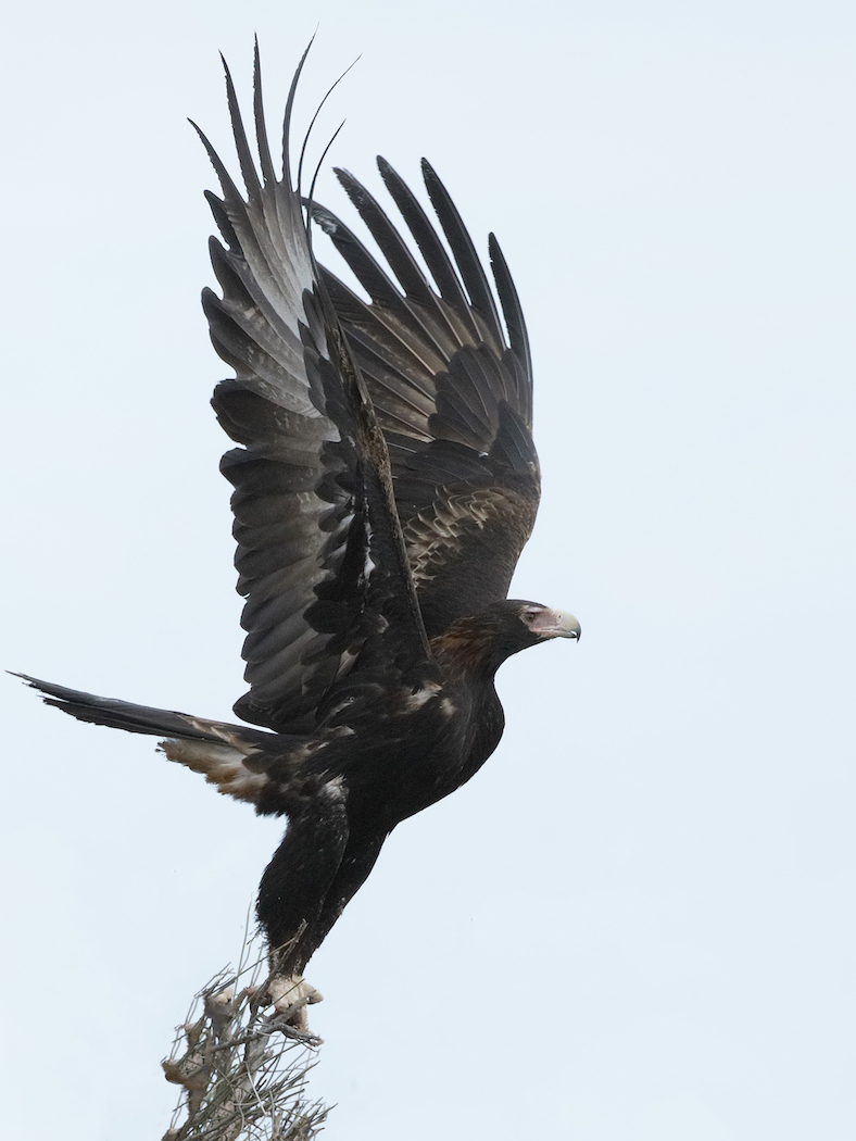 Wedge-tailed Eagle (Image ID 36302)