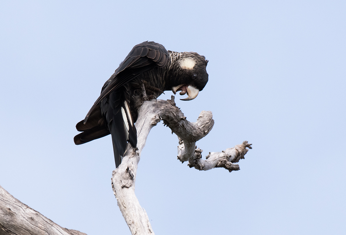 Baudin's Black-Cockatoo (Image ID 36222)