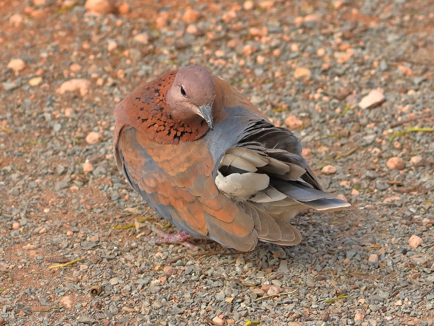 Laughing Dove (Image ID 36289)