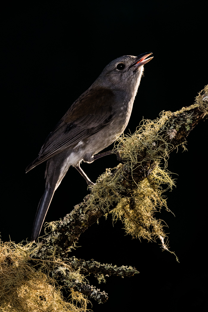 Grey Shrike-thrush (Image ID 36226)