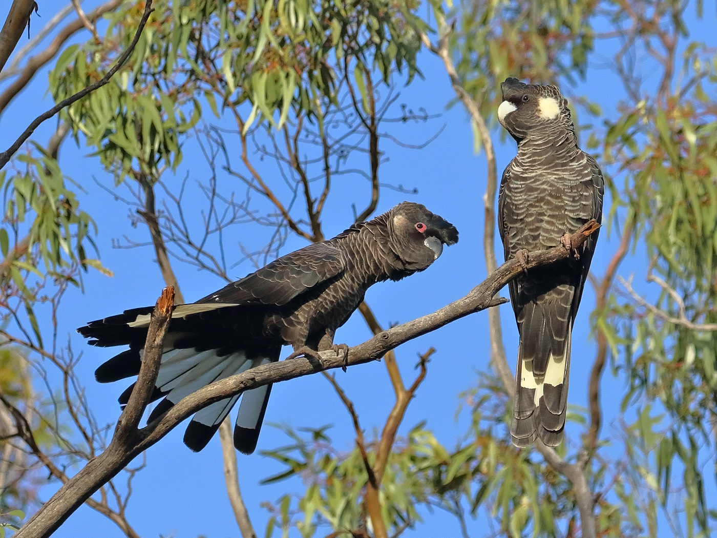 Carnaby's Black-Cockatoo (Image ID 36433)