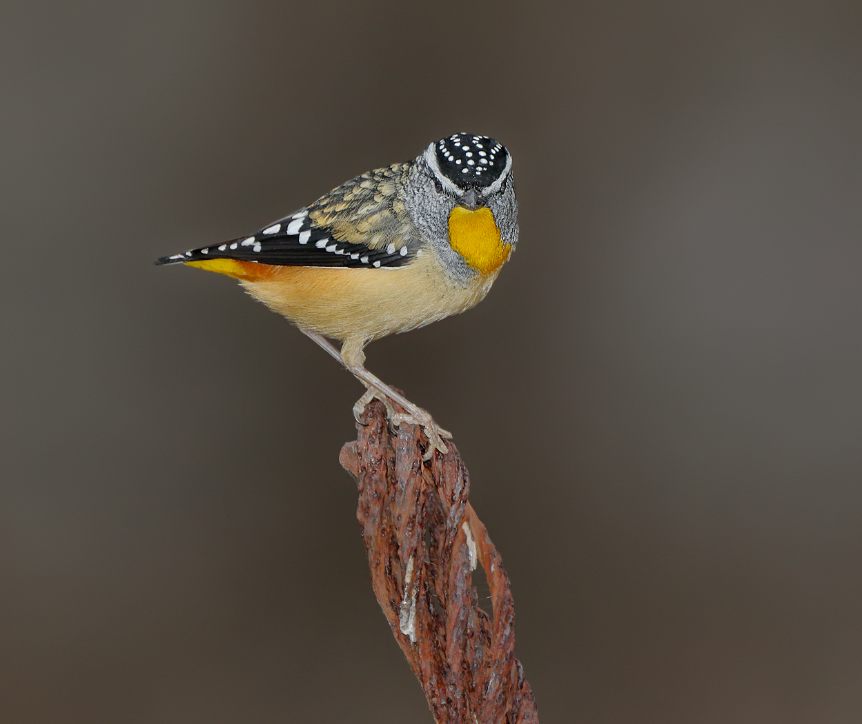 Spotted Pardalote (Image ID 36219)