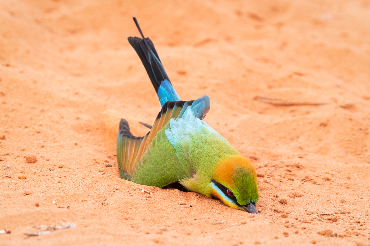 Rainbow Bee-eater (Image ID 36313)