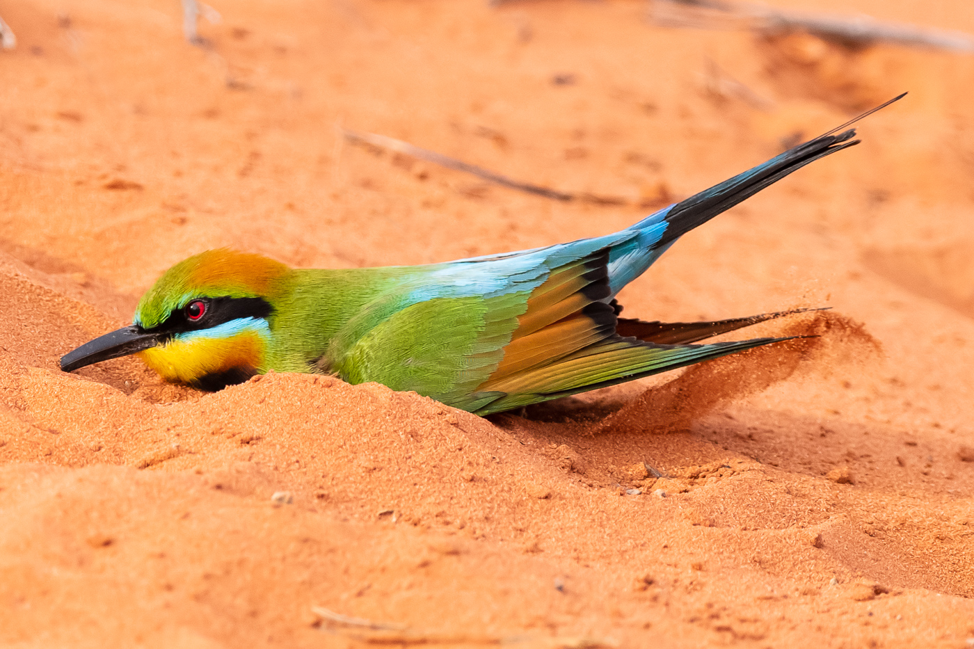 Rainbow Bee-eater (Image ID 36314)