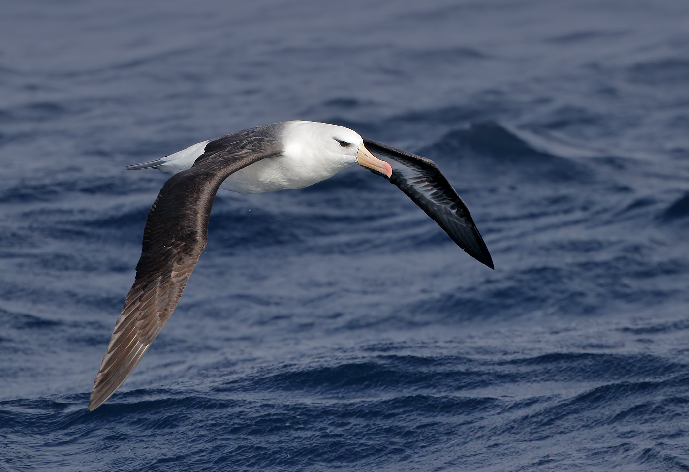 Black-browed Albatross (Image ID 36198)