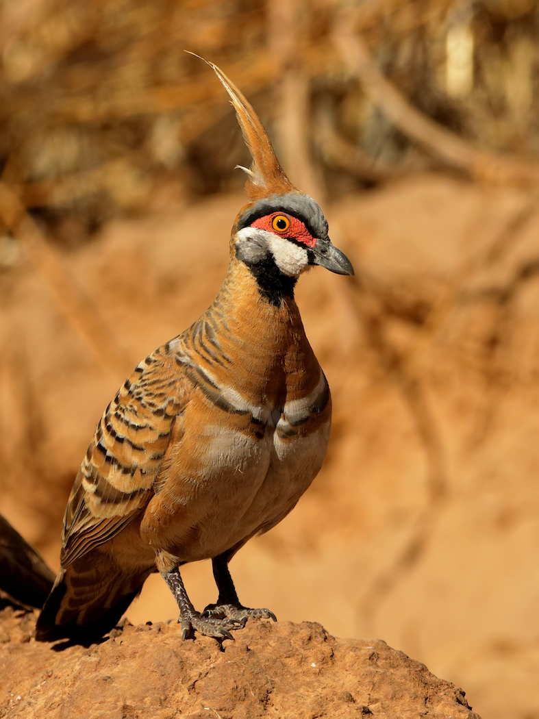 Spinifex Pigeon (Image ID 36329)