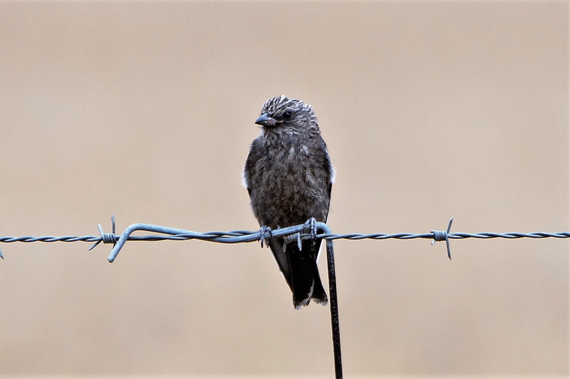 Dusky Woodswallow (Image ID 36266)
