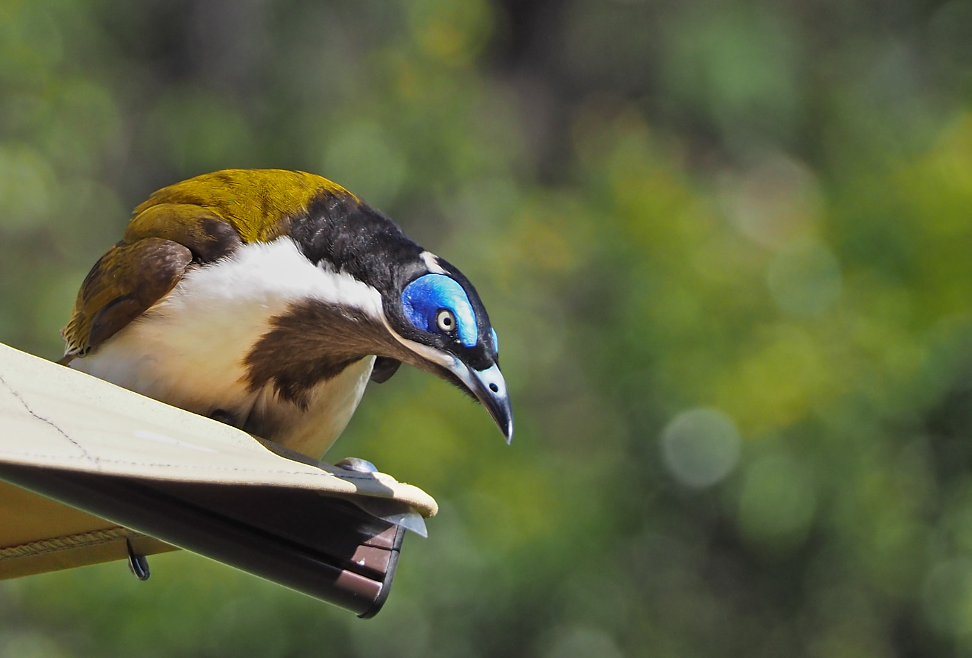 Blue-faced Honeyeater complex (Image ID 36209)