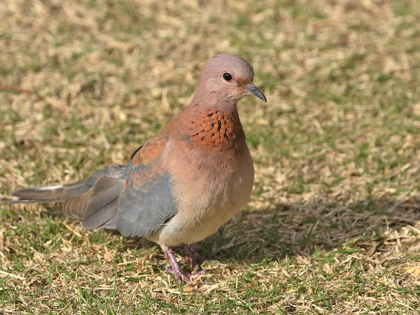 Laughing Dove (Image ID 36288)