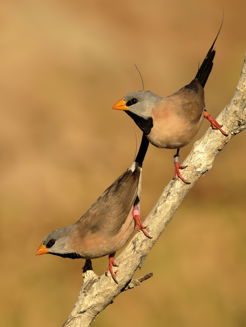 Long-tailed Finch (Image ID 36301)