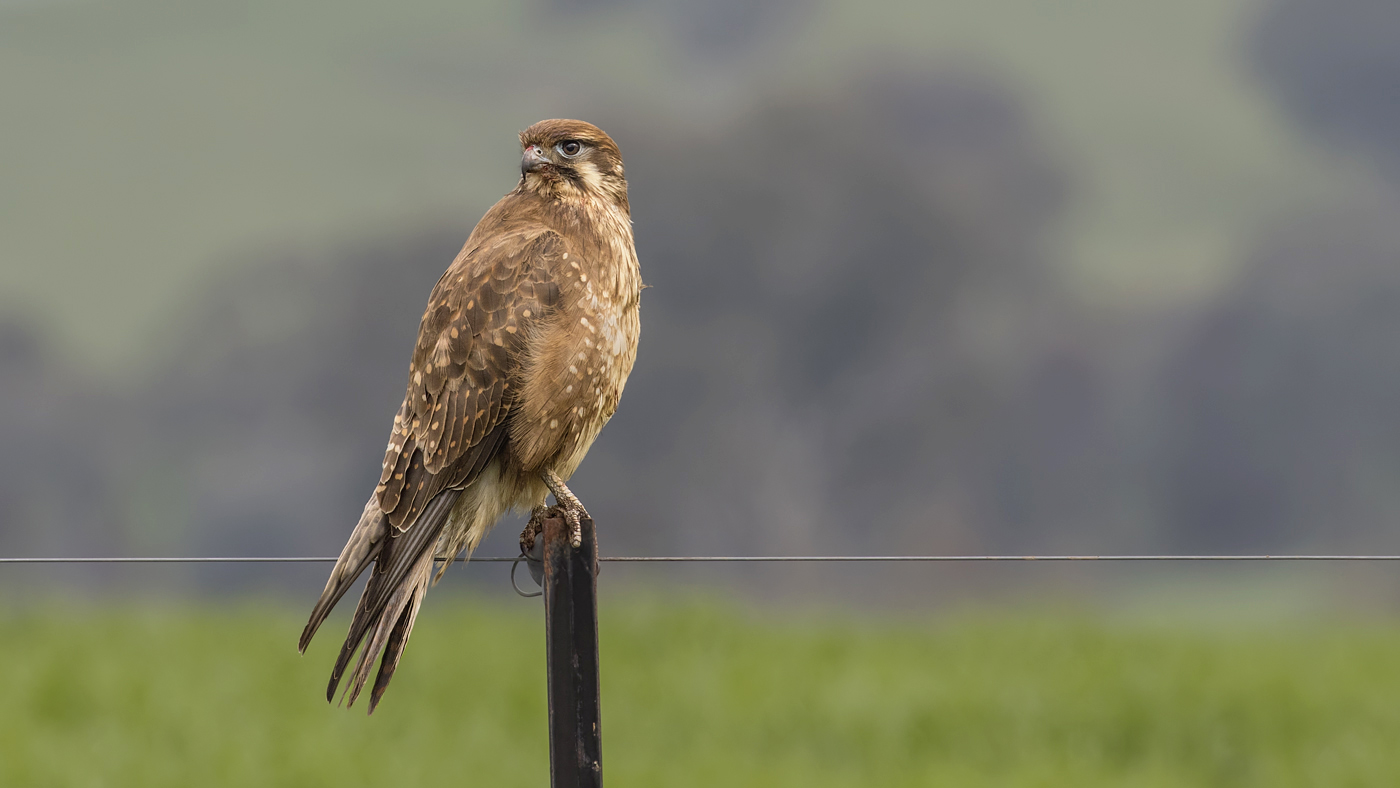 Brown Falcon (Image ID 36204)
