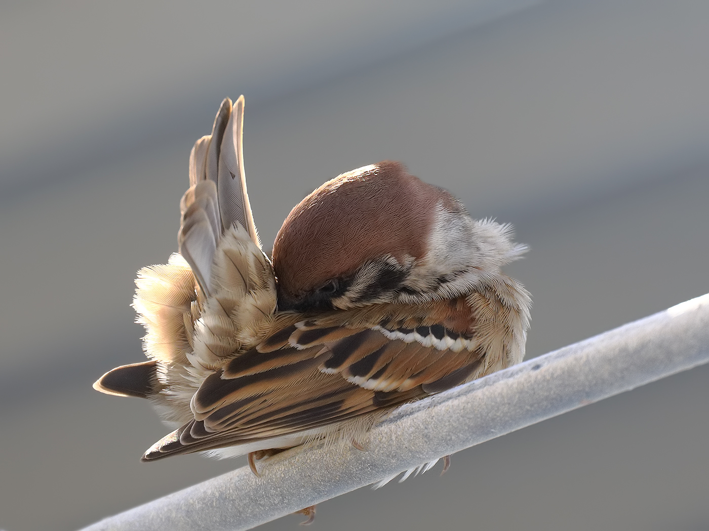 Eurasian Tree Sparrow (Image ID 36227)
