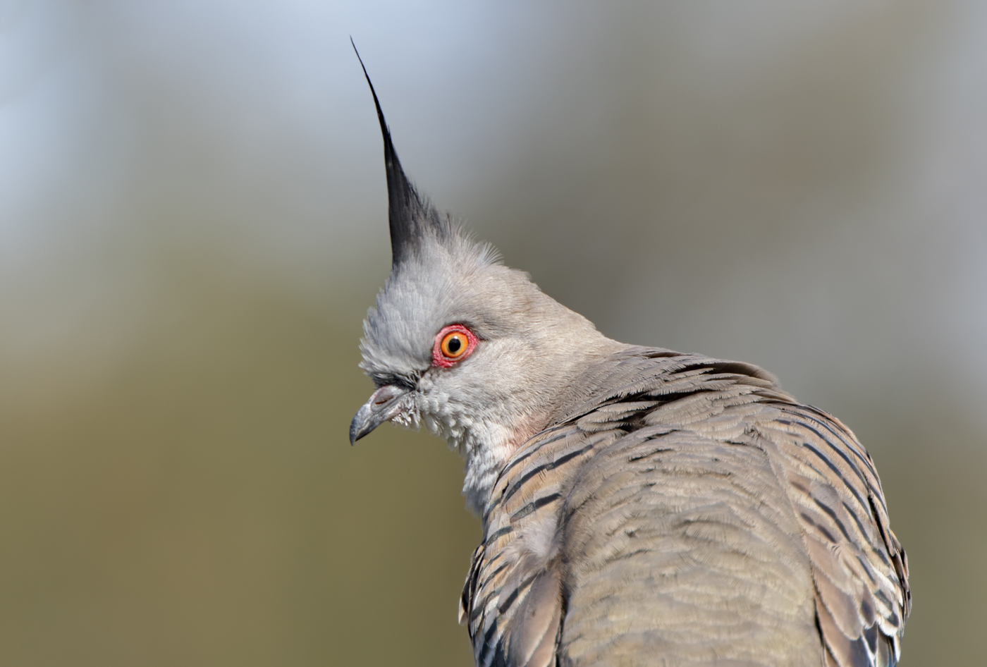 Crested Pigeon (Image ID 36383)
