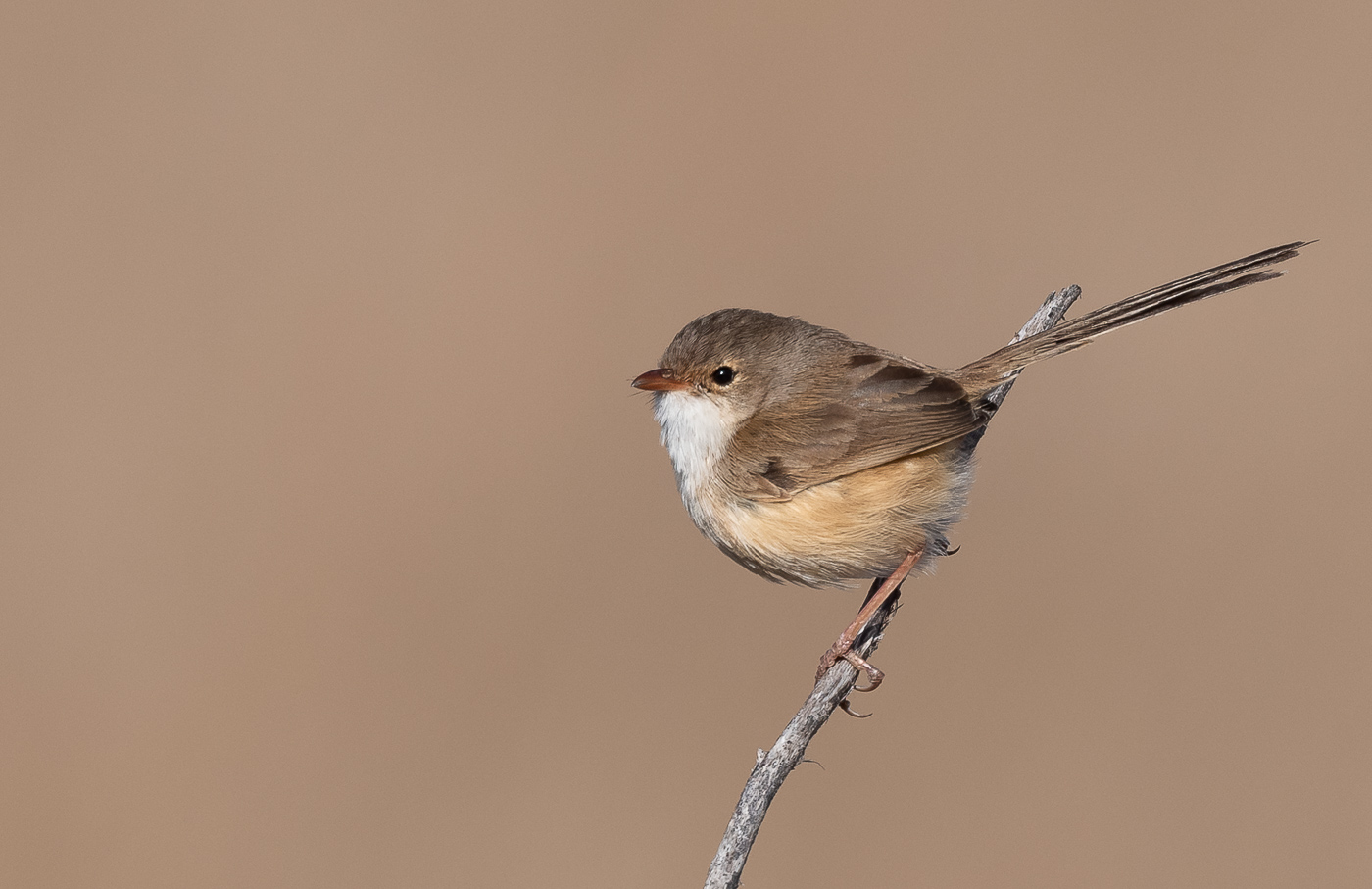 Red-backed Fairy-wren (Image ID 36344)