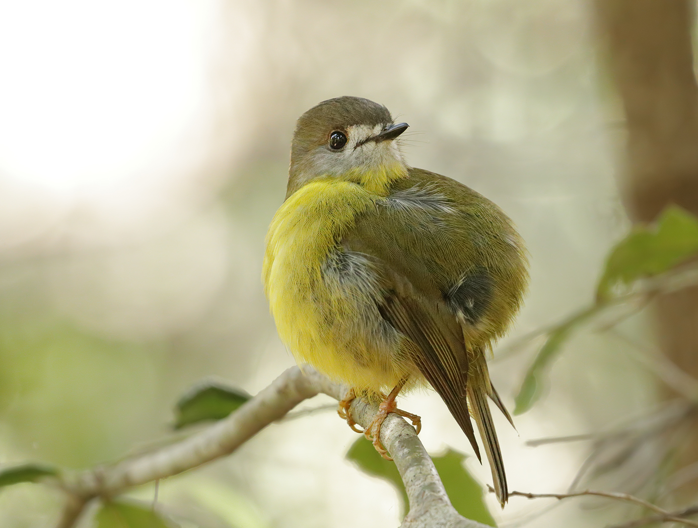 Pale-yellow Robin (Image ID 36309)