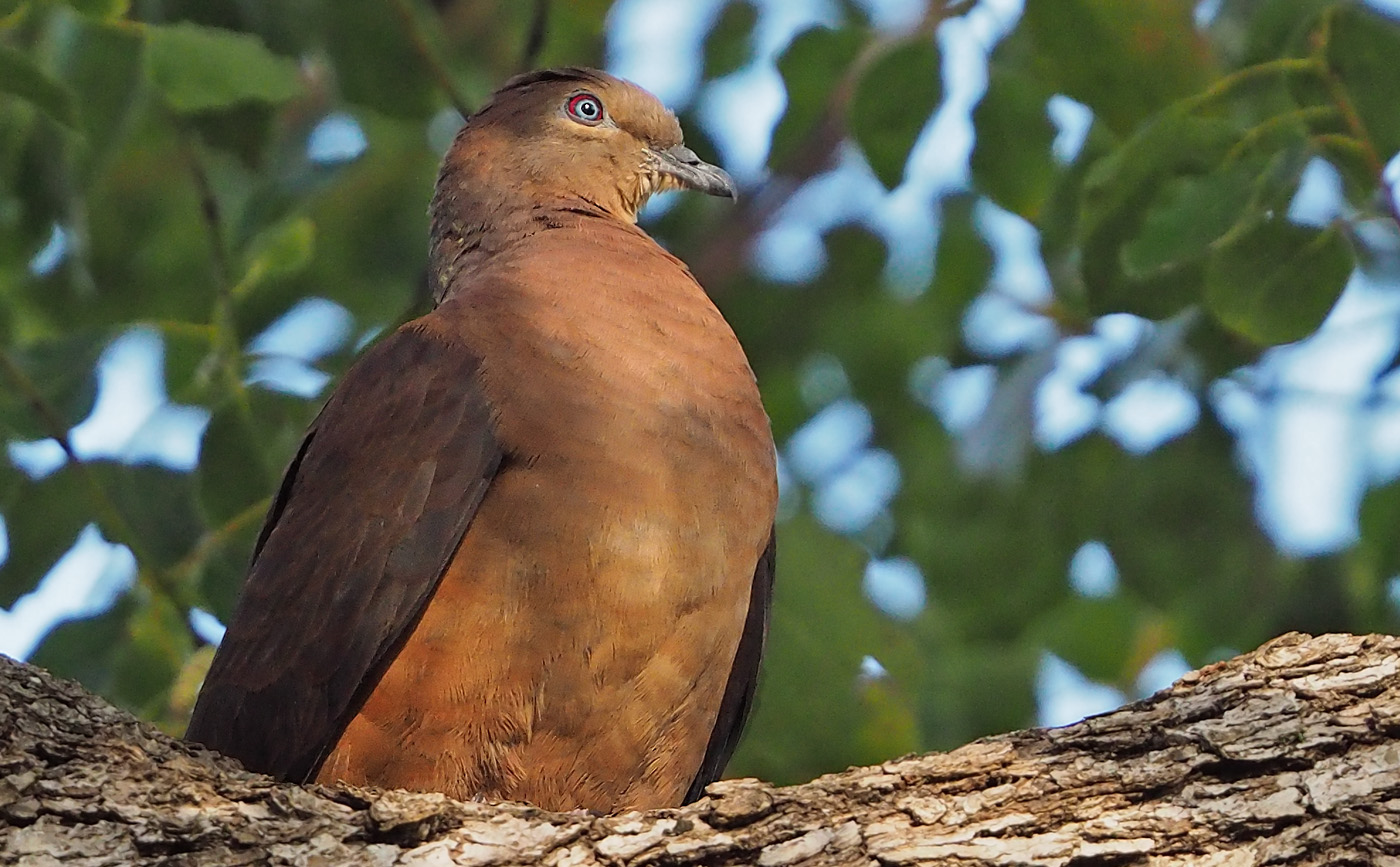 Brown Cuckoo-Dove (Image ID 36370)
