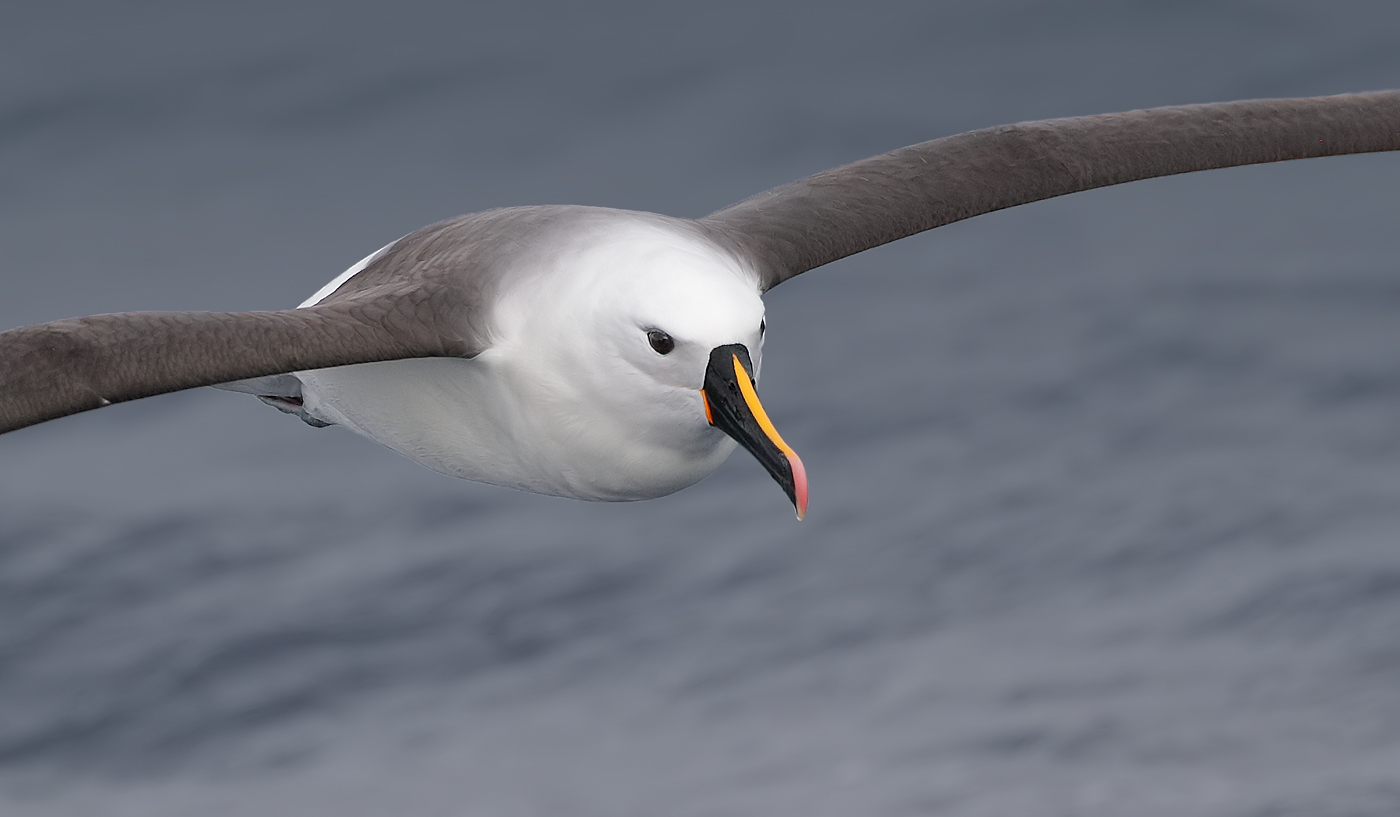 Indian Yellow-nosed Albatross (Image ID 36191)