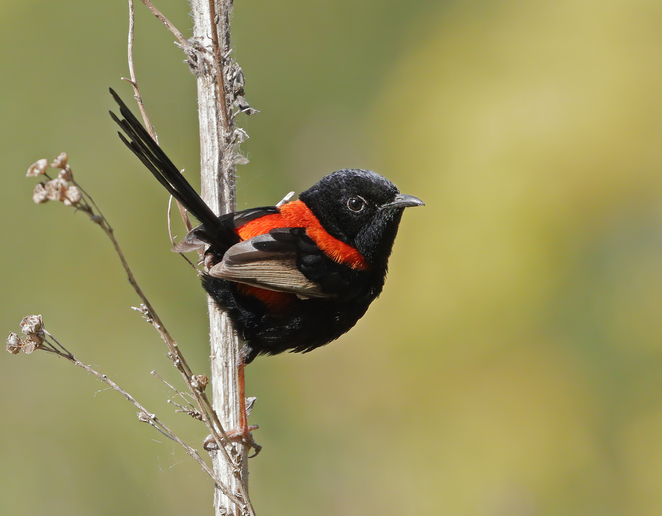 Red-backed Fairy-wren (Image ID 36308)