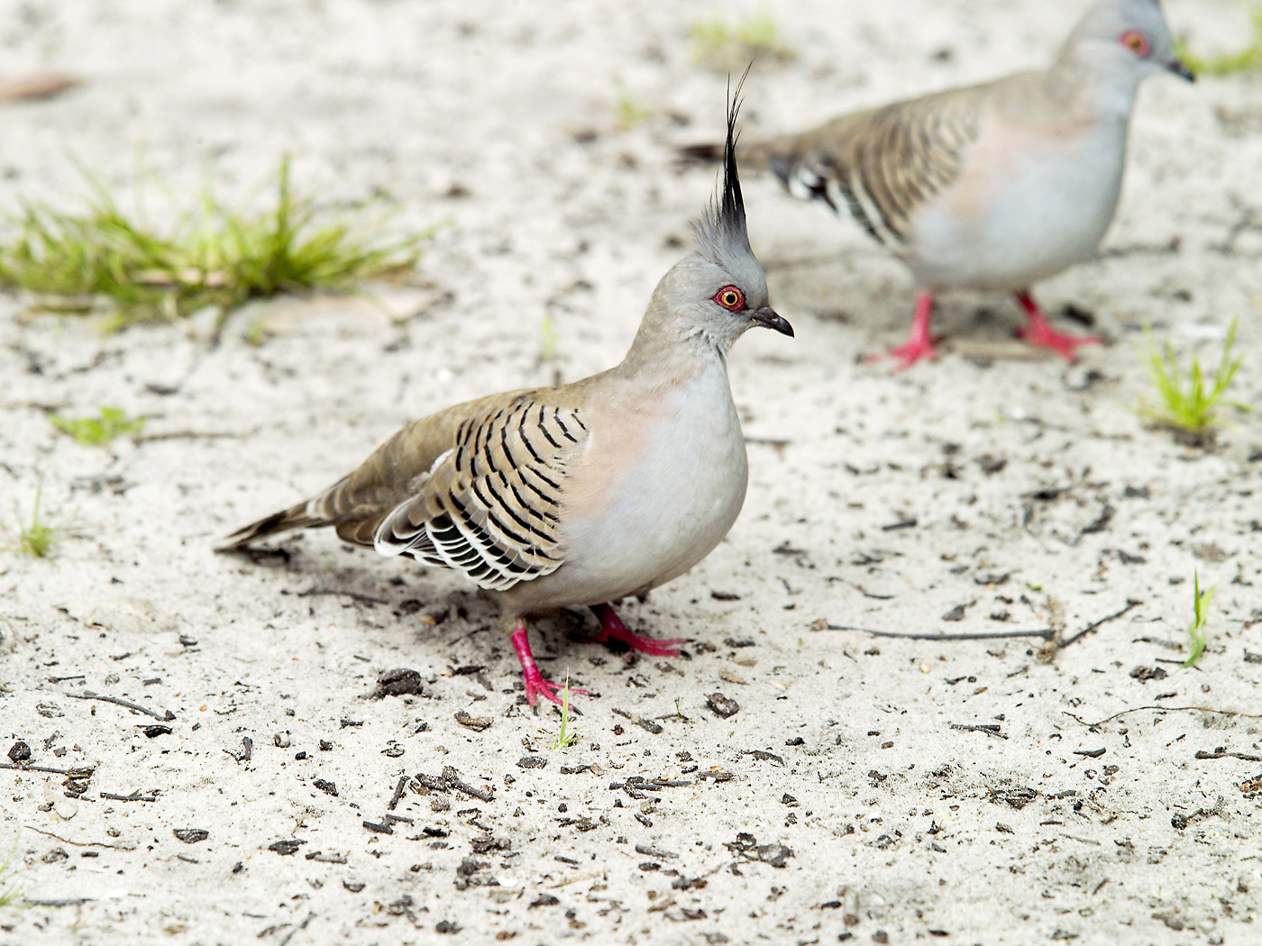 Crested Pigeon (Image ID 36280)