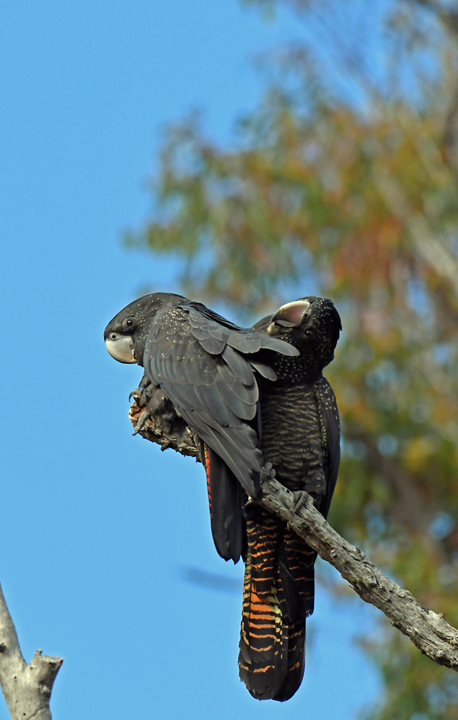 Red-tailed Black-Cockatoo (Image ID 36238)