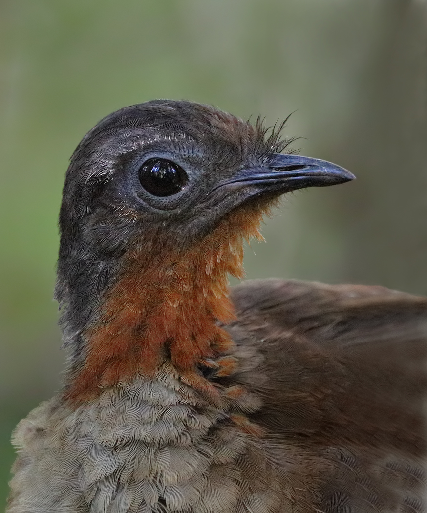 Albert's Lyrebird (Image ID 36305)