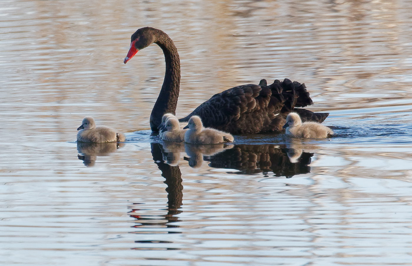 Black Swan (Image ID 36341)