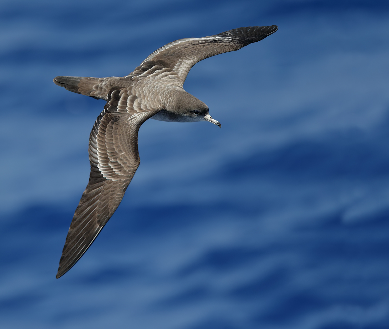 Wedge-tailed Shearwater (Image ID 36403)