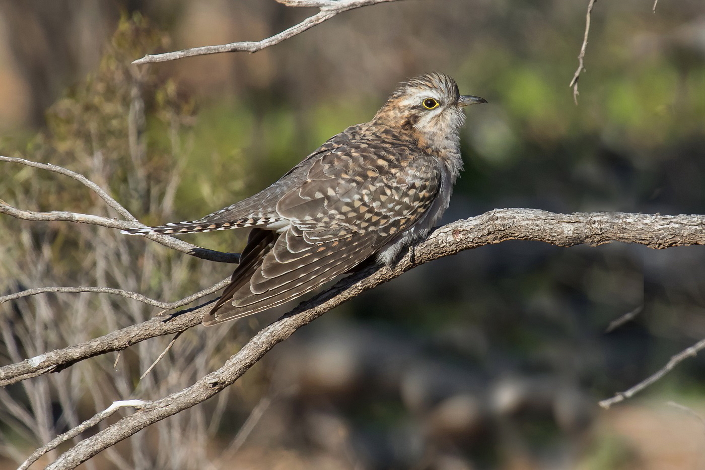 Pallid Cuckoo (Image ID 36348)