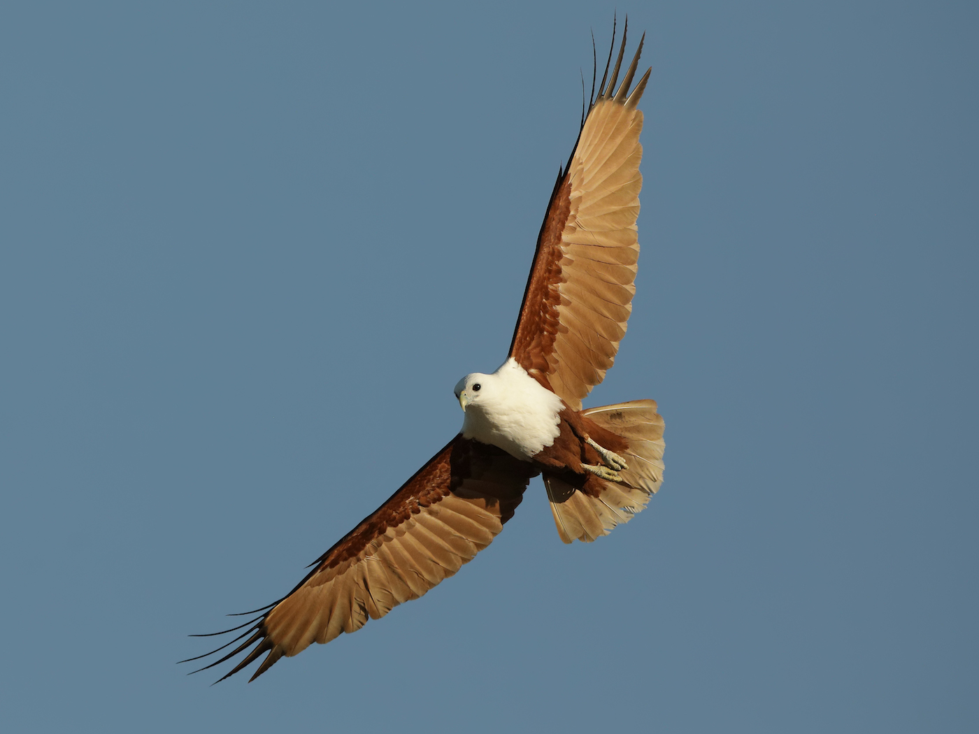 Brahminy Kite (Image ID 36384)