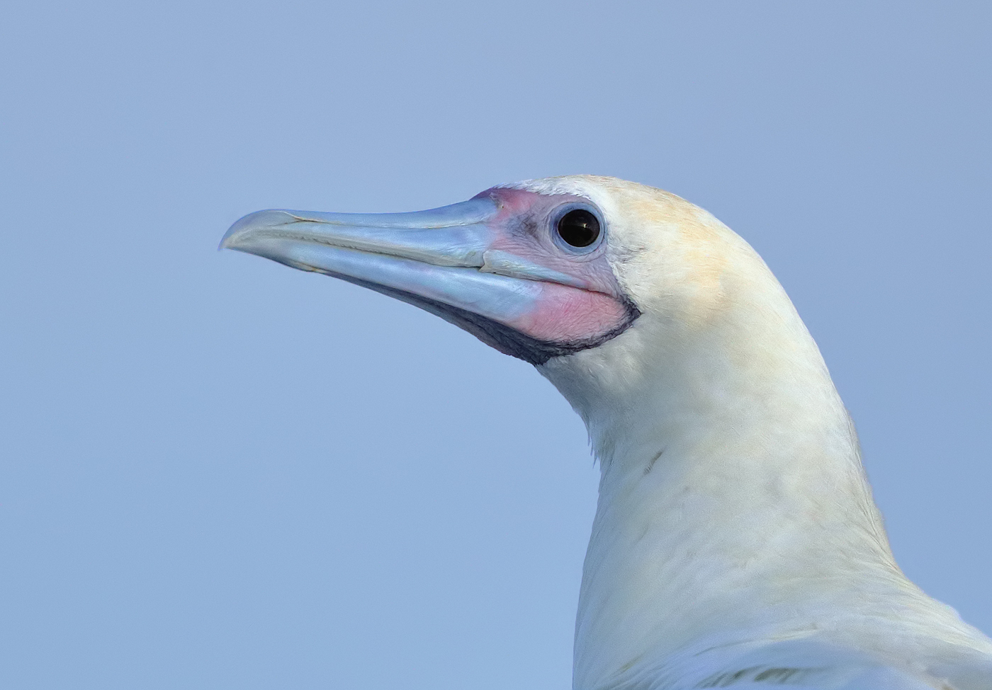 Red-footed Booby (Image ID 36395)