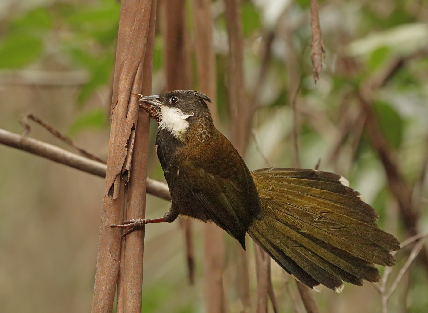 Eastern Whipbird (Image ID 36310)
