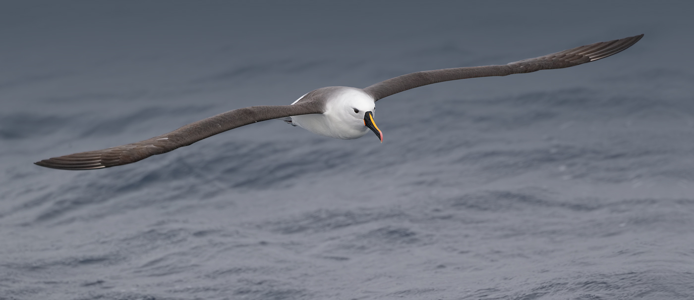 Indian Yellow-nosed Albatross (Image ID 36192)