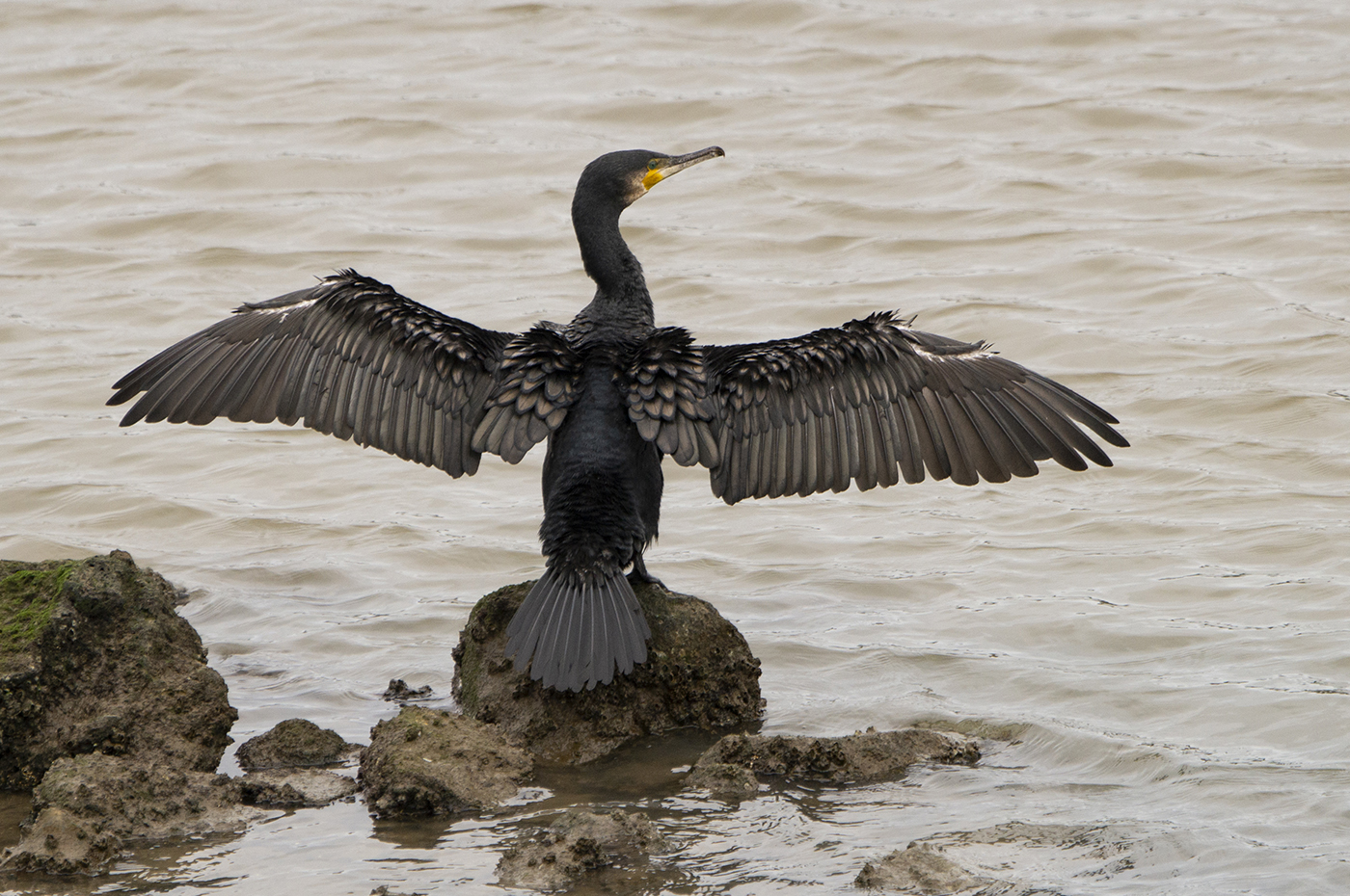 Great Cormorant (Image ID 36220)