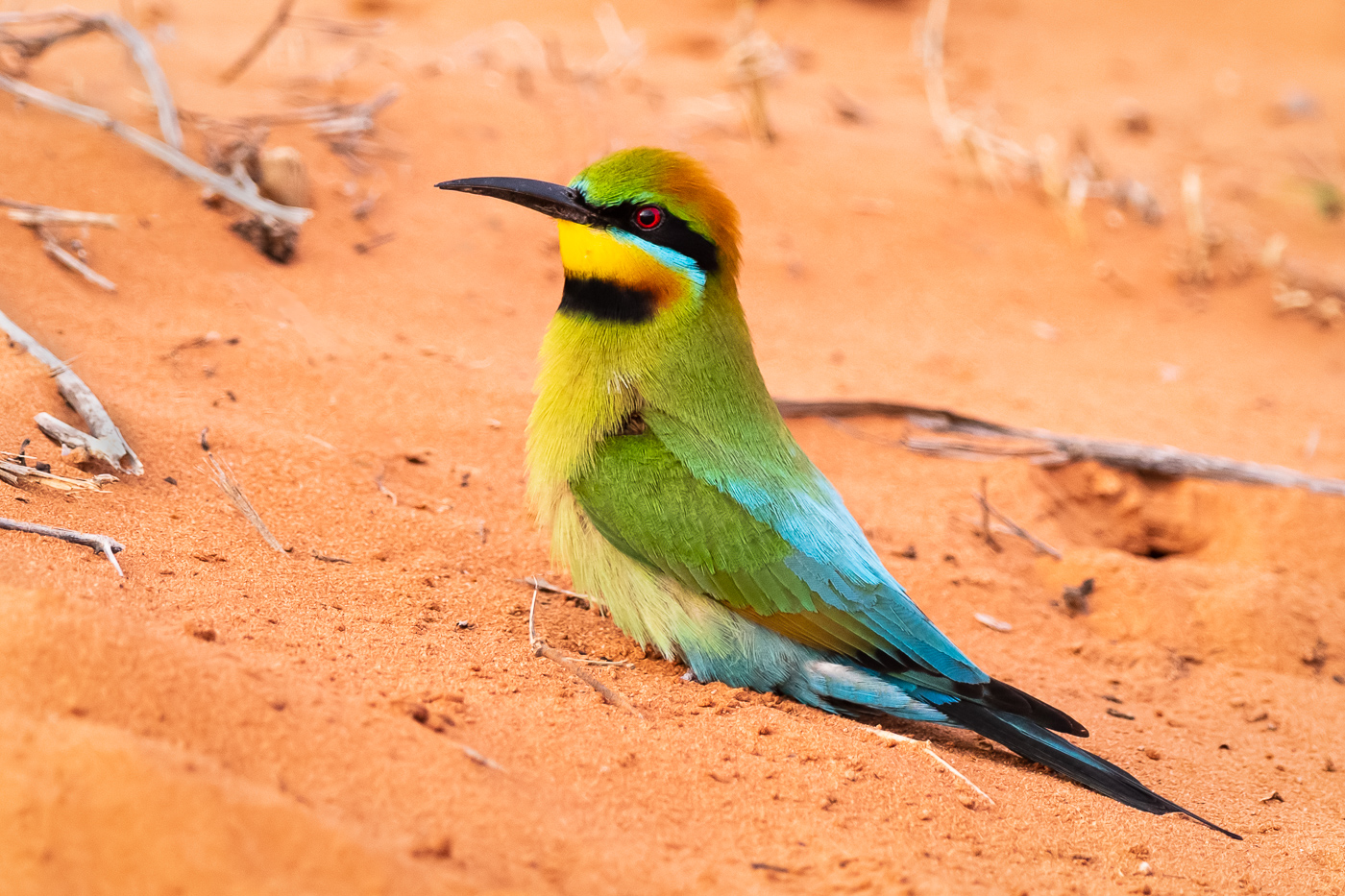Rainbow Bee-eater (Image ID 36312)