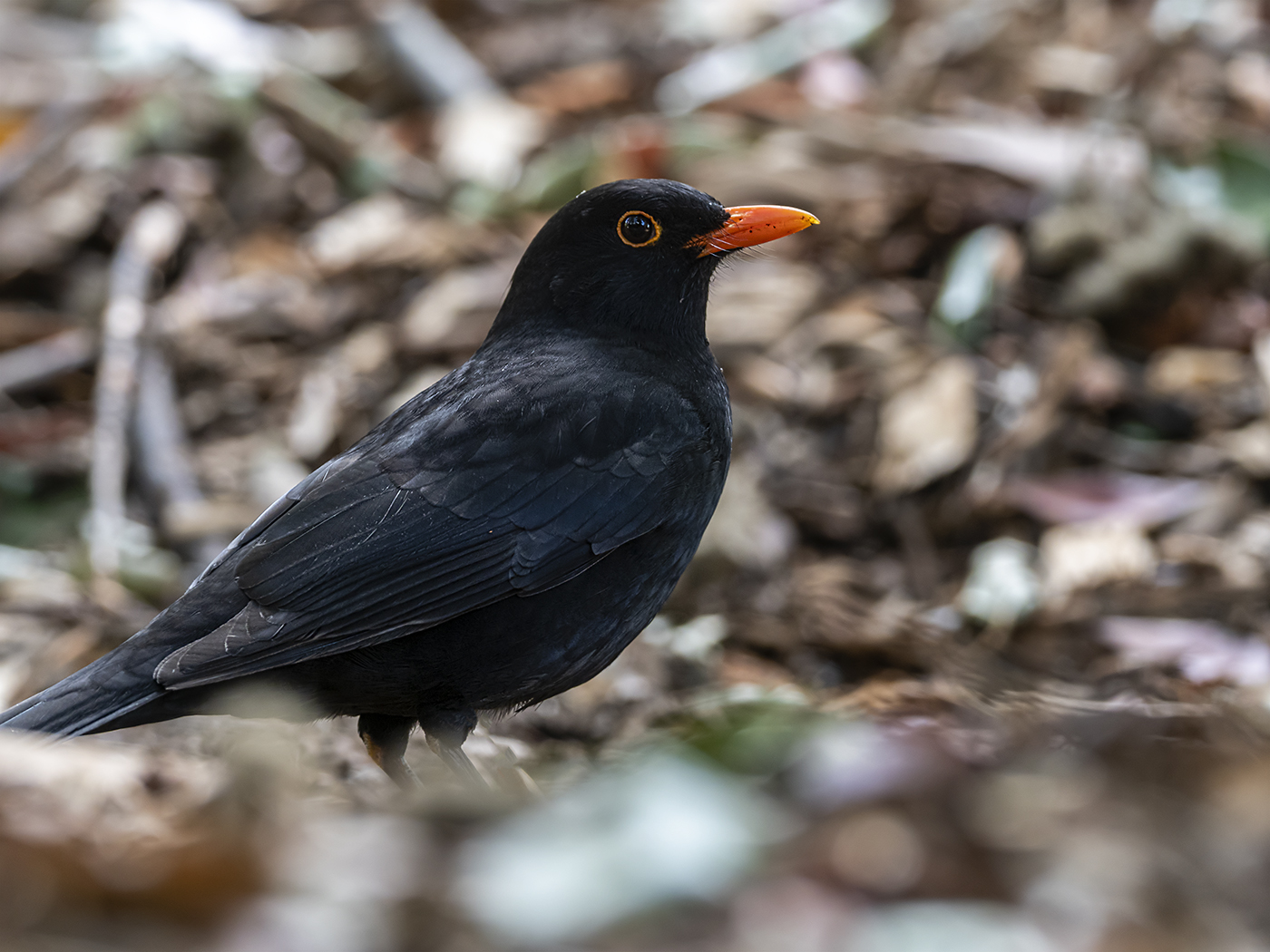 Common Blackbird (Image ID 36453)