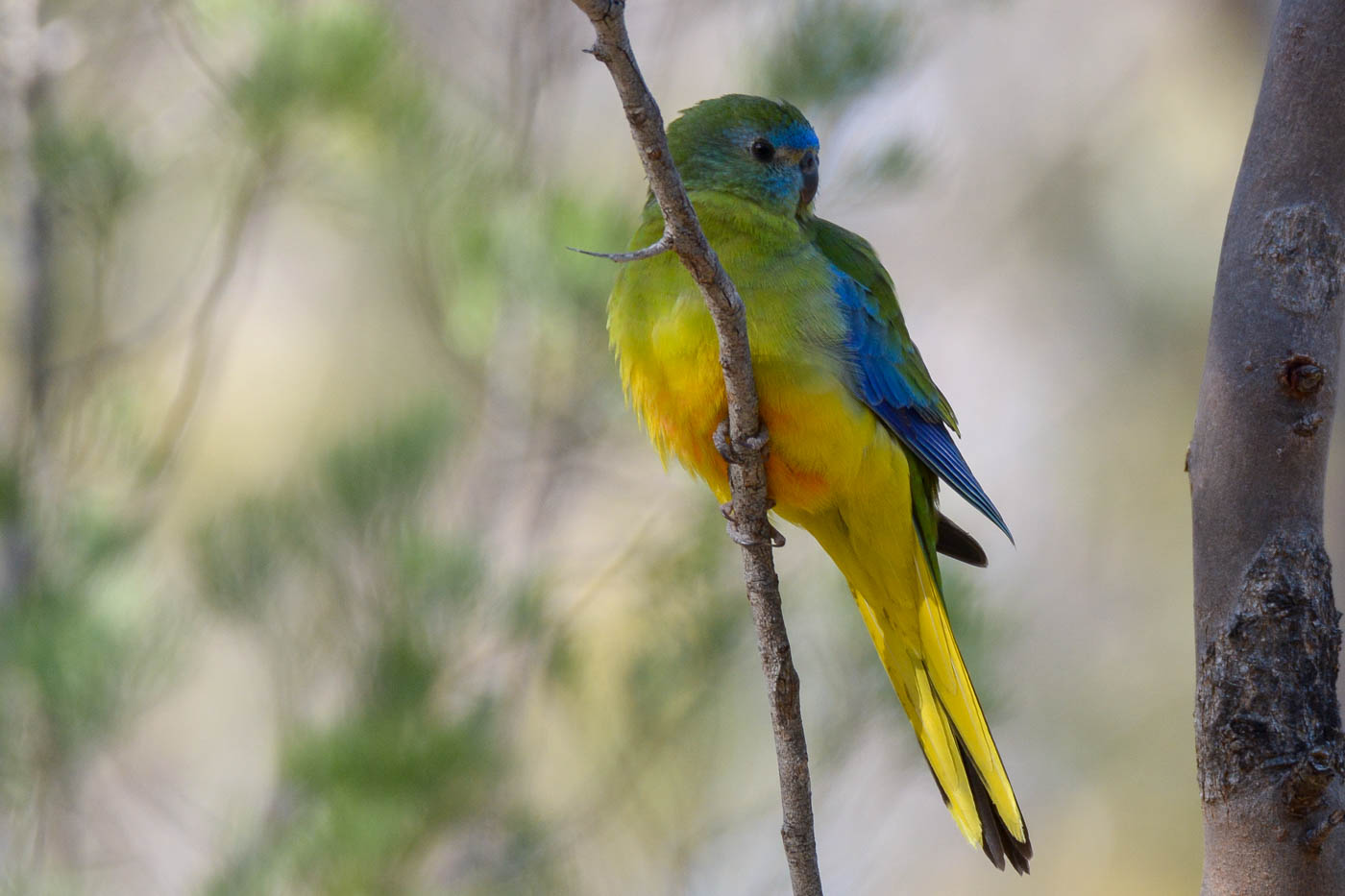Turquoise Parrot (Image ID 36461)