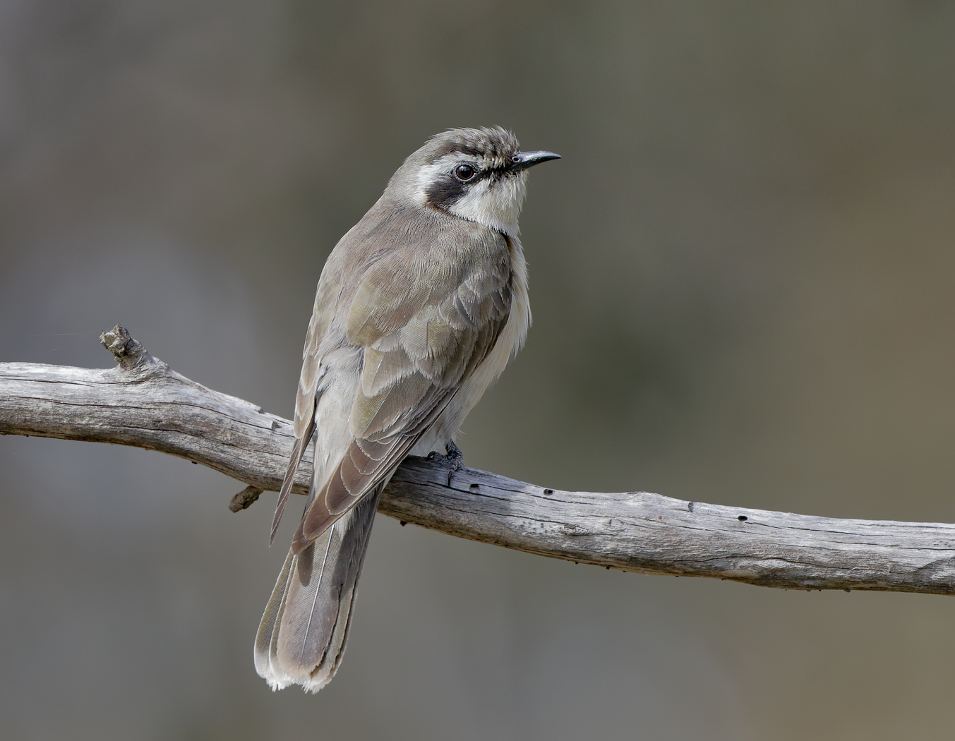 Black-eared Cuckoo (Image ID 36513)