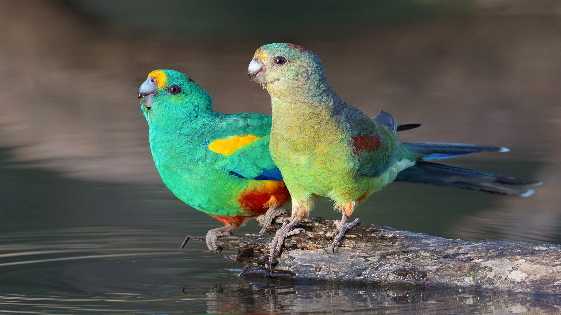 Mulga Parrot (Image ID 36593)