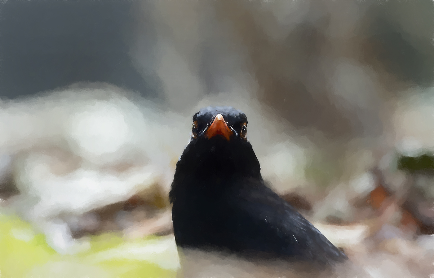 Common Blackbird (Image ID 36518)