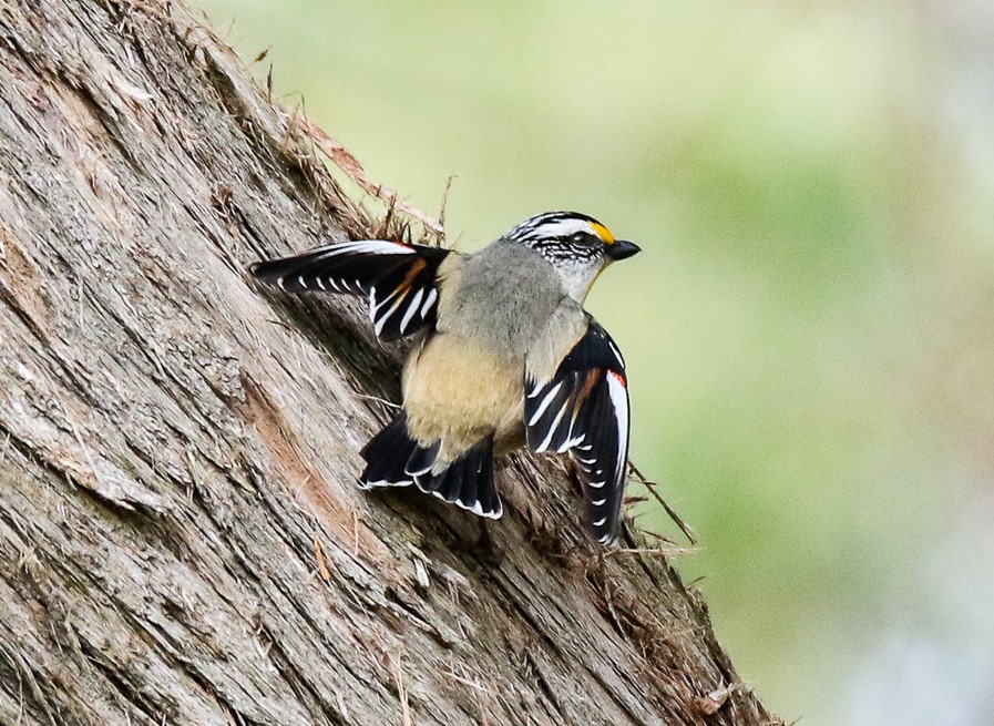 Striated Pardalote (Image ID 36623)
