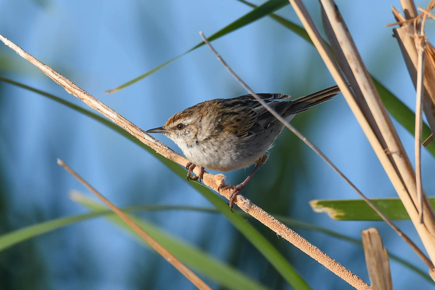 Little Grassbird (Image ID 36656)