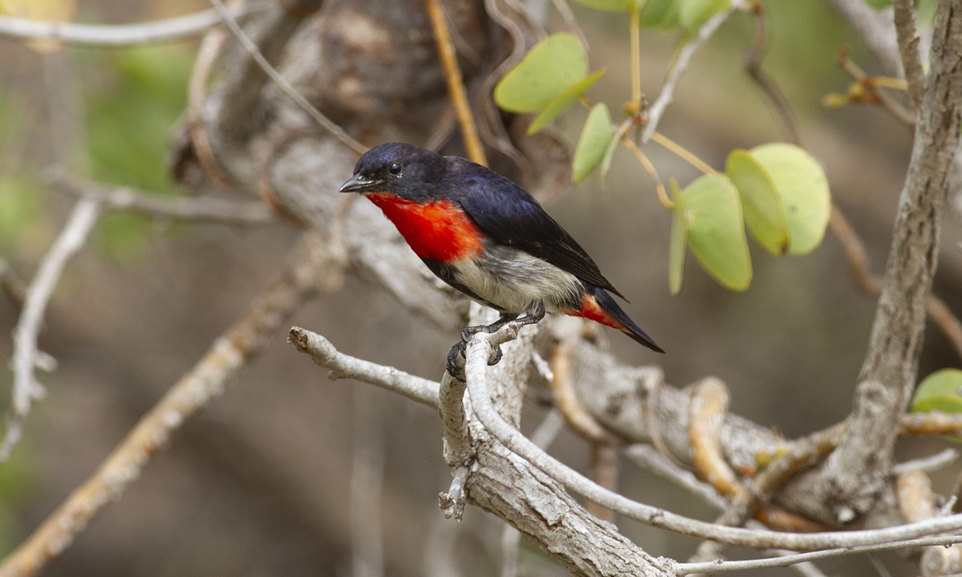 Mistletoebird (Image ID 36489)