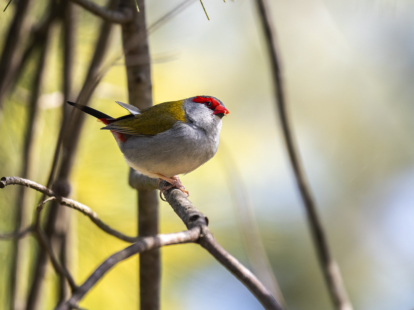 Red-browed Finch (Image ID 36456)